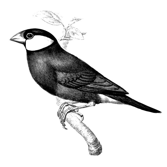 Oiseau