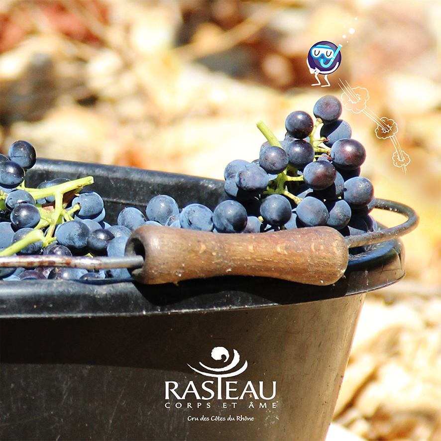 Rasteau Vendanges